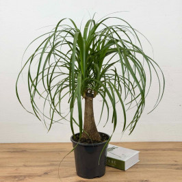 Нолина Бокарнея рекурвата D:19см H:60см