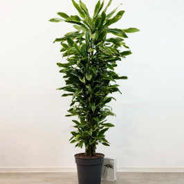 Драцена Фрагранс Голден Кост разветвленная D:31см H:170см