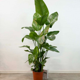 Стрелиция Николая D:27см H:150см