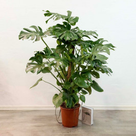 Монстера Делициоза D:27см H:150см