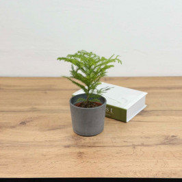 Араукария Хетерофилла D:10см в бетонном кашпо