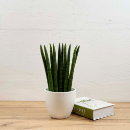 Сансевиерия цилинд Спагетти D:15см H:40см в белом горшке