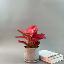 Аглаонема Чайна ред в сером горшке D:15см H:40см