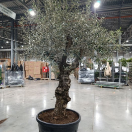 Олива Европейская штамб D:50см H:220см