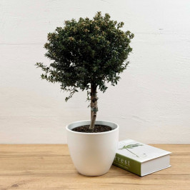 Мирт штамбовый с бутонами в белом горшке D:15см H:50см