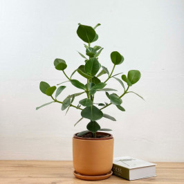 Клузия росеа Принцесс в терракоте D:18см H:50см