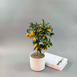 Кумкват в белом горшке D:15см H:45см