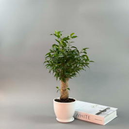 Фикус Бенджамина Наташа в джуте белый горшок D:12CM H:35CM