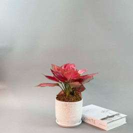 Аглаонема Чайна ред в белом горшке D:15см H:40см