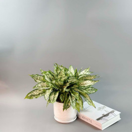Аглаонема Фёст Даймонд в белом горшке D:15см H:40см