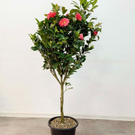 Камелия Японская Красная D30см H:130см