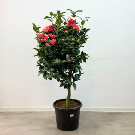 Камелия Японская Красная D:25см H:130см
