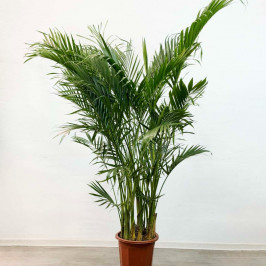 Пальма Арека (Хризалидокарпус) D:25см H:160см