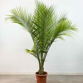 Финик Канарский (Финиковая пальма) D:32см H:150см