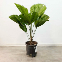 Ликуала Грандис (Пальма-веер) D:30см H:120см