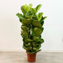 Фикус Лировидный 3 ствола (Лирата) D:27СМ H:130СМ