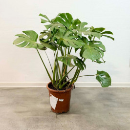 Монстера Делициоза D:28см H:100см