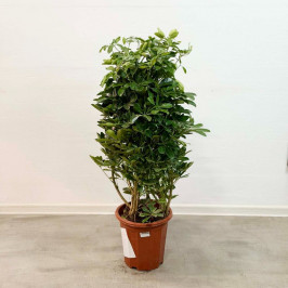 Шеффлера Компакта D:32CM H:110CM