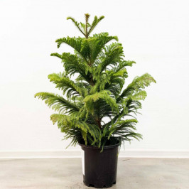 Араукария D:23см H:100см