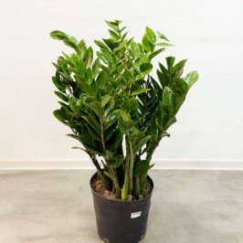 Замиокулькас (долларовое дерево) D:30CM H:110CM