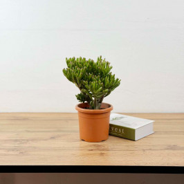 Крассула Голлум (Ушки Шрека) D:15см H:35см