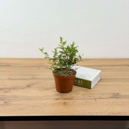 Фисташка Китайская в техническом горшке D:12см H:20см