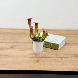 Саррацения (Хищное растение) D:9см H:15см