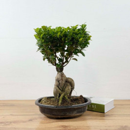Фикус Микрокарпа гинсенг (Бонсай) D:32CM H:55CM