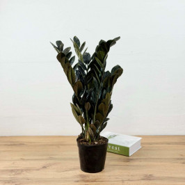 Замиокулькас Равен Черный (Давон) D:15CM