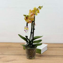 Орхидея Фаленопсис Афродит 3 ствола D:12см H:50см