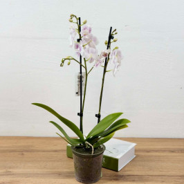Орхидея Фаленопсис Моушен 2 ствола D:12см H:50см