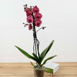 Орхидея Орхидея Азиатский корал 2 ствола D:12см H:60см