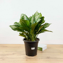 Аглаонема Даймонд Бэй D:23см H:55см