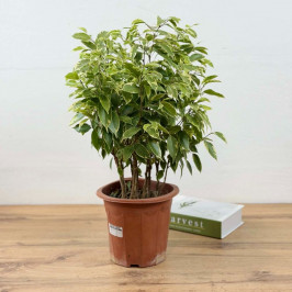 Фикус Бенджамина Реджинальд D:23см H:50см