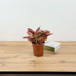 Аглаонема Ред Элеганс D:14см H:35см