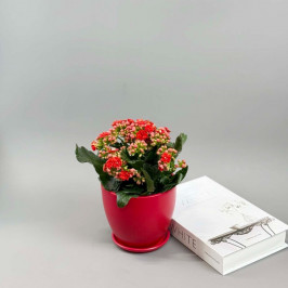 Каланхоэ Каландива в красном горшке D:15см H:25см