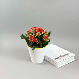 Каланхоэ Каландива в белом кашпо D:15см H:25см