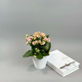 Каланхоэ Розовая в белом кашпо D:15см H:25см