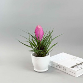 Тилландсия в Белом горшке D:12см H:25см