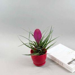 Тилландсия в Красном горшке D:12см H:25см