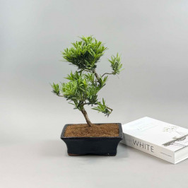 Подокарпус Бонсай D:20 H:40