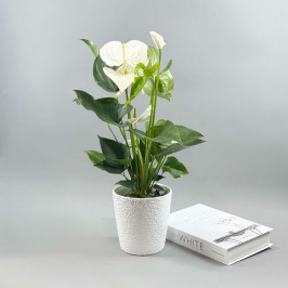 Антуриум Аляска в белом горшке D:15см H:50