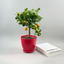 Мандариновое дерево D:18см H:50см в красном горшке