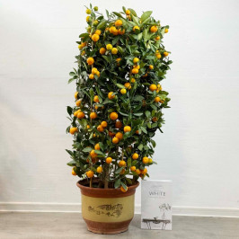 Каламондин (Мандариновое дерево) Большой куст D:40см H:120см