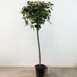 Лавр благородный штамбовый D:24см H:165см