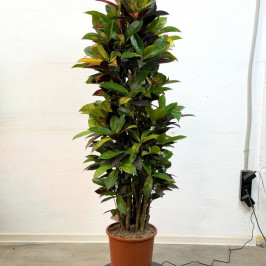 Кодиеум Миссис Айстон (Кротон) разветвленный D:27см H:140см