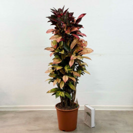 Кодиеум Миссис Айстон (Кротон) разветвленный D:27см H:140см