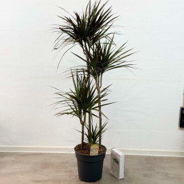 Драцена Маргината Маджента 4 ствола D:27см H:150см