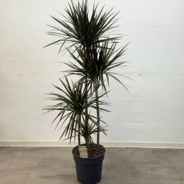 Драцена Маргината Маджента 4 ствола D:27см H:150см