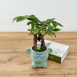 Бонсай Пахира в стильном голубом кашпо D:11см H:35см